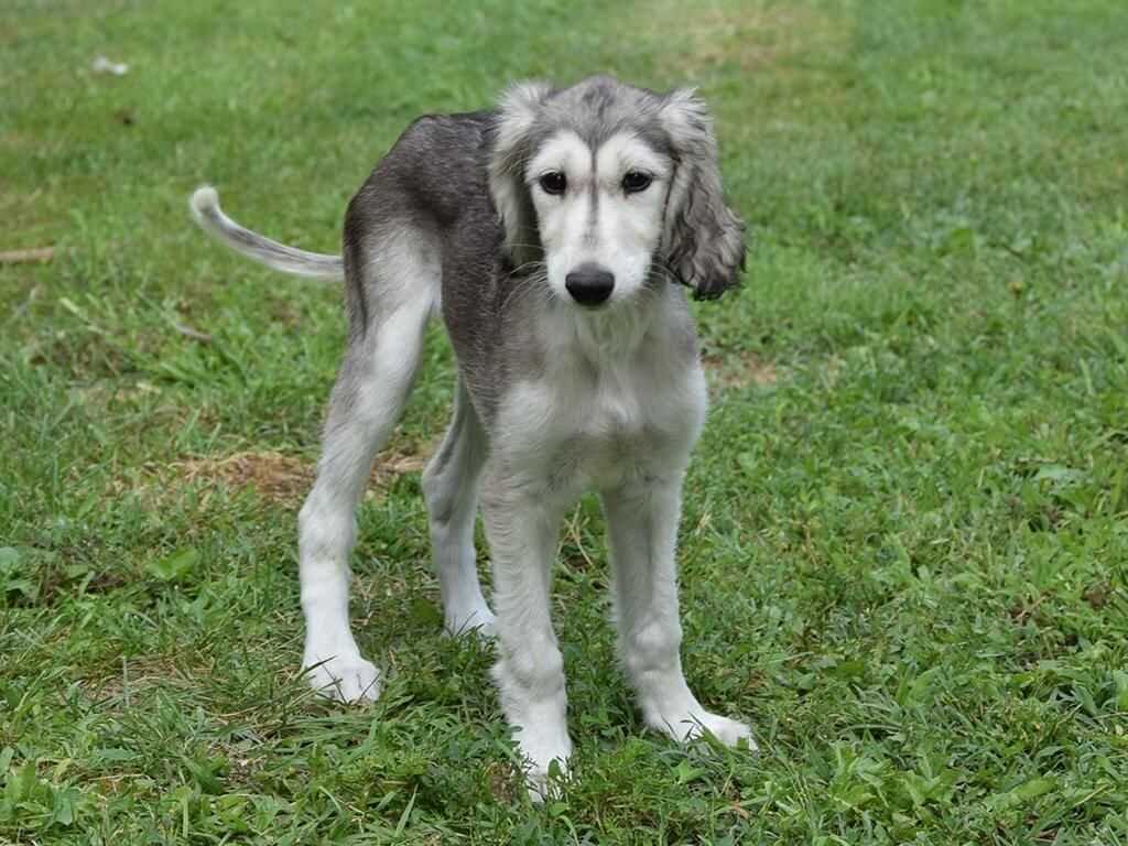 Saluki For Sale In Dehradun