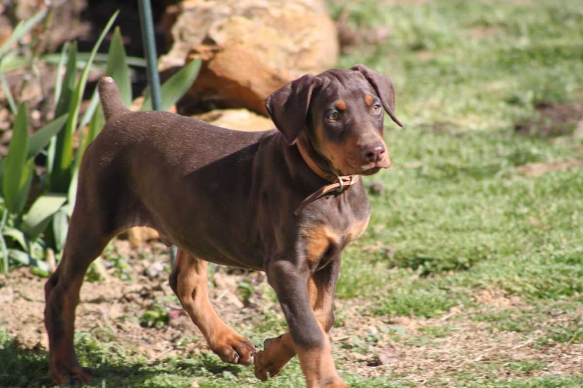 European Doberman For Sale In Chennai