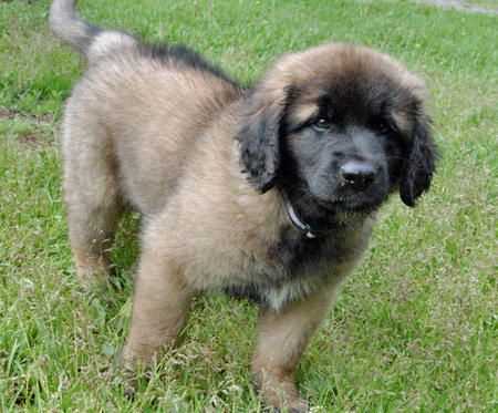 Caucasian Shepherd For Sale In Indore