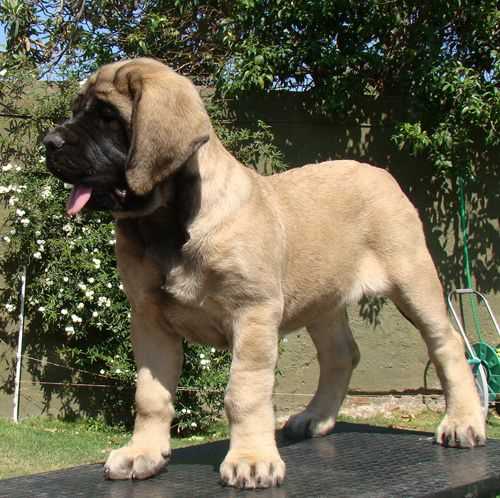 English Mastiff For Sale In Delhi