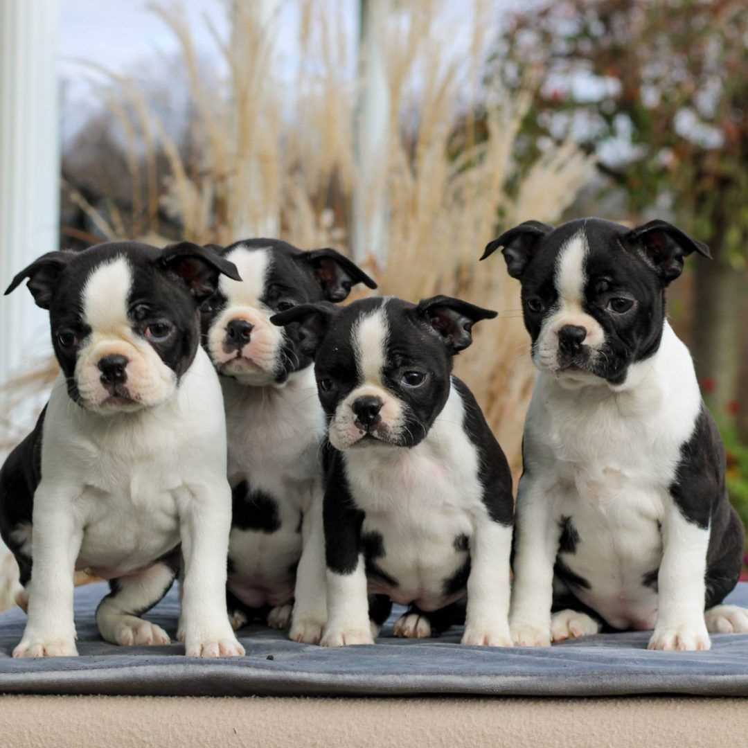Boston Terrier For Sale In Bangalore