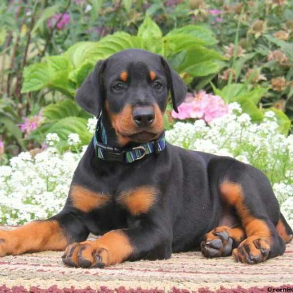 Doberman Pinscher For Sale In Pune
