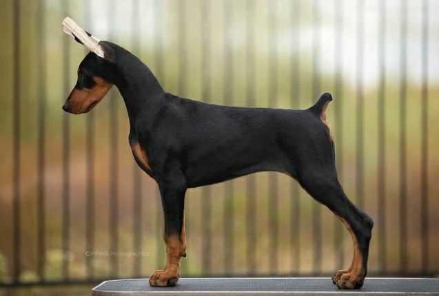Doberman Pinscher For Sale In Ahmedabad