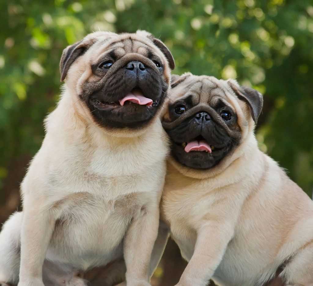 Pug For Sale In Ahmadnagar