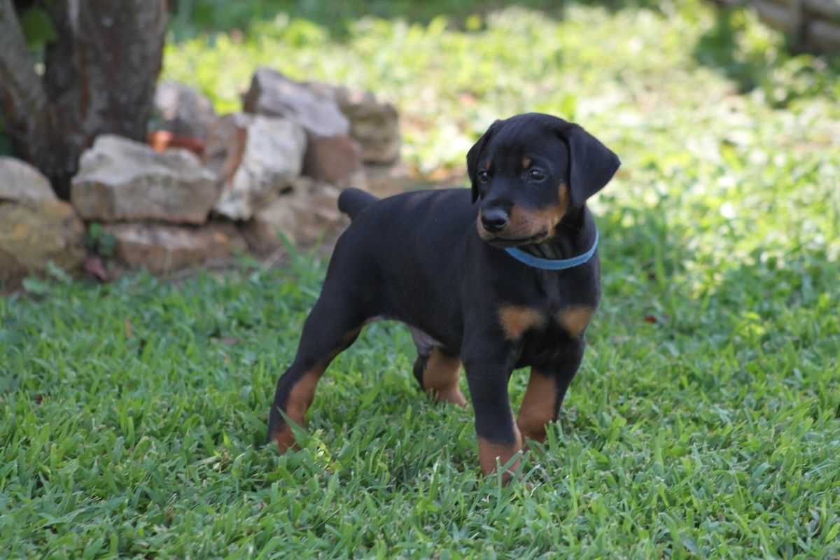 American Doberman For Sale In Kozhikode