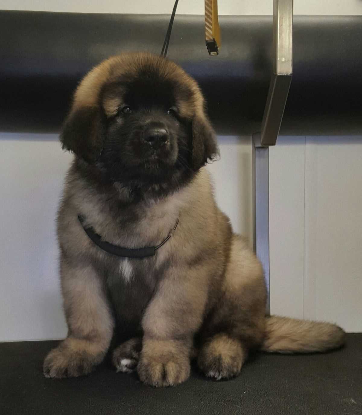 Caucasian Shepherd For Sale In Hyderabad