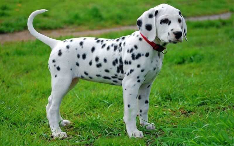 Dalmatian For Sale In Delhi