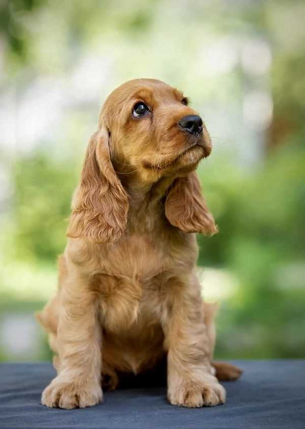 English Cocker Spaniel For Sale In Hyderabad