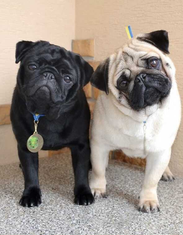 Pug For Sale In Rajahmundry