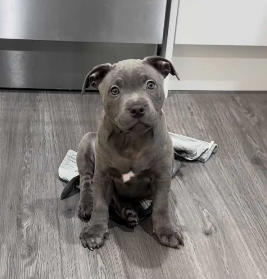 American Pit Bull Terrier For Sale In Bangalore