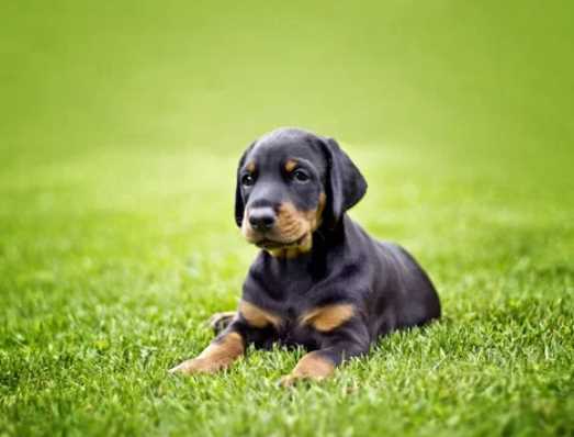 American Doberman For Sale In Gurgaon