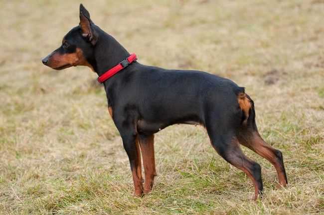 Miniature Pinscher For Sale In Bangalore
