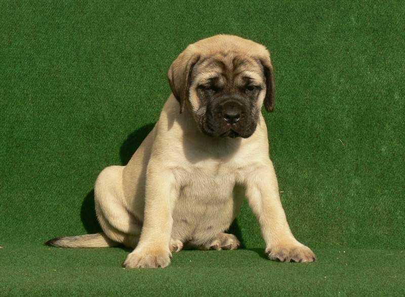 English Mastiff For Sale In Delhi