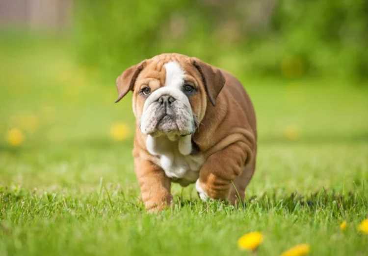 British Bulldog For Sale In Bangalore