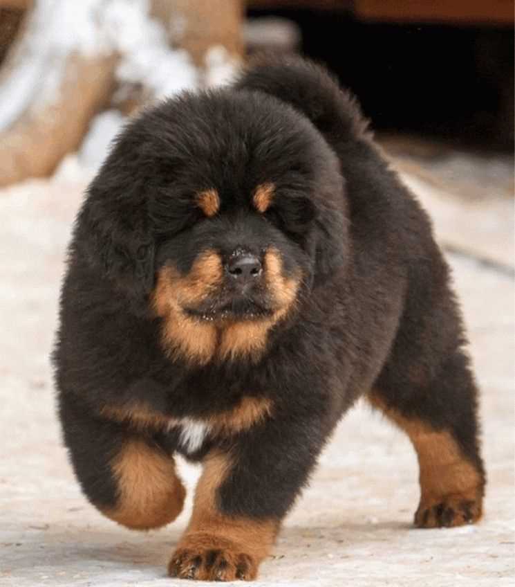 Tibetan Mastiff For Sale In Mumbai