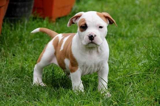 Staffordshire Bull Terrier For Sale In Mumbai