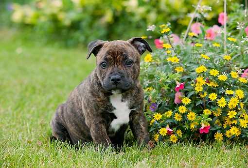 Staffordshire Bull Terrier For Sale In Bangalore