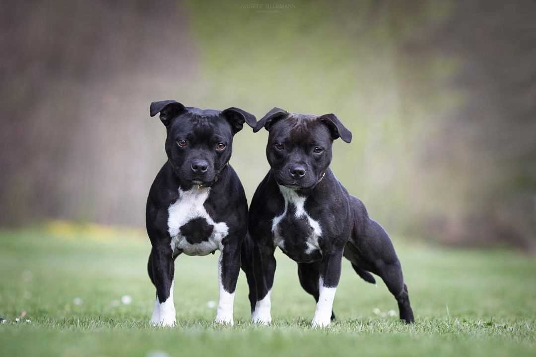 Staffordshire Bull Terrier For Sale In Ahmedabad