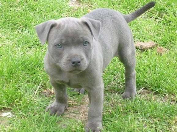 Staffordshire Bull Terrier For Sale In Chandigarh