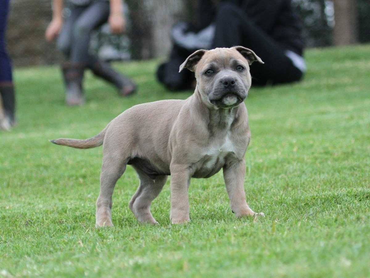 Staffordshire Bull Terrier For Sale In Chandigarh