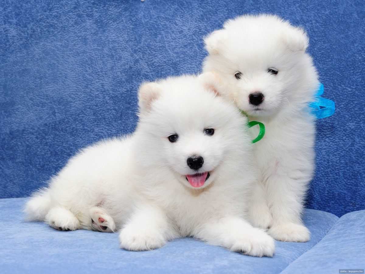 American Eskimo For Sale In Surat