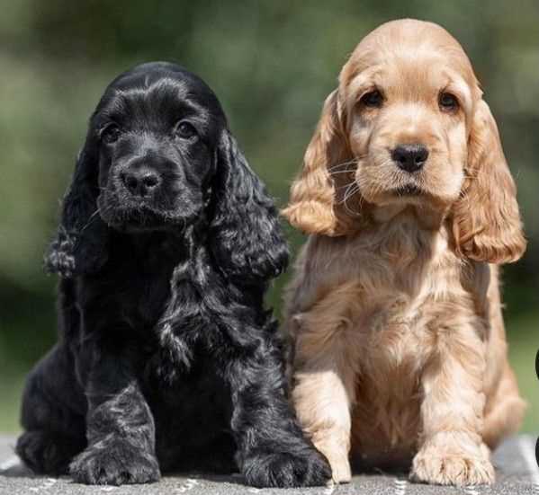 English Cocker Spaniel For Sale In Gurgaon