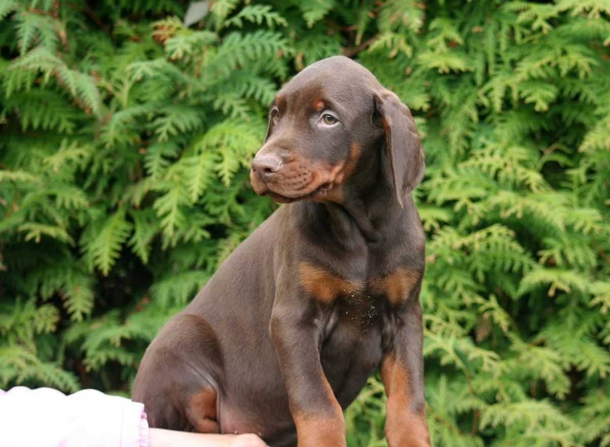 American Doberman For Sale In Chennai