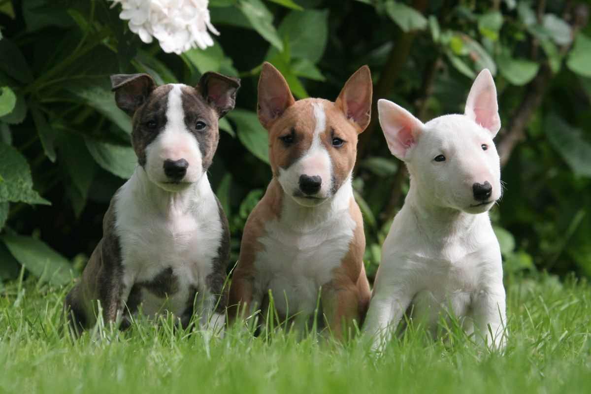 Bull Terrier For Sale In Chandigarh