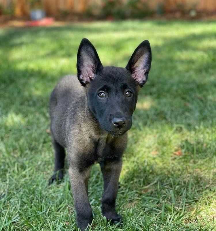Belgian Shepherd For Sale In Gandhinagar