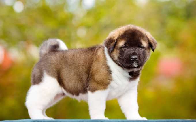 American Akita For Sale In Bangalore