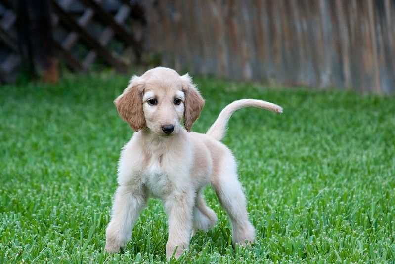 Afghan Hound For Sale In Chandigarh