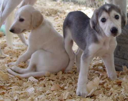 Saluki For Sale In Bangalore