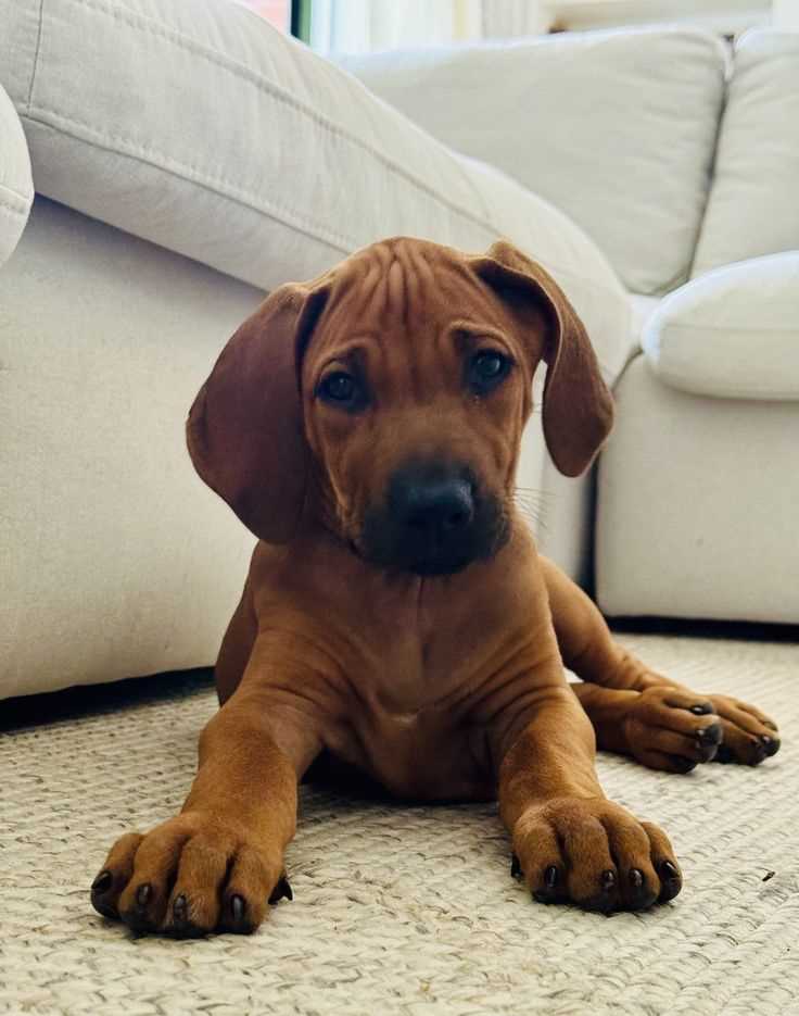Rhodesian Ridgeback For Sale In Bangalore
