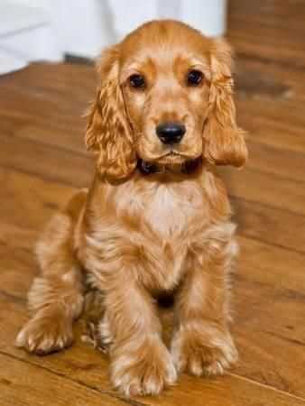 English Cocker Spaniel For Sale In Hyderabad