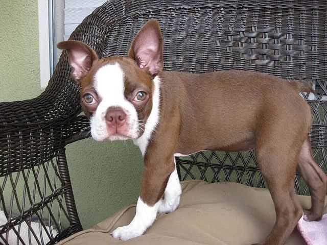 Boston Terrier For Sale In Gurgaon