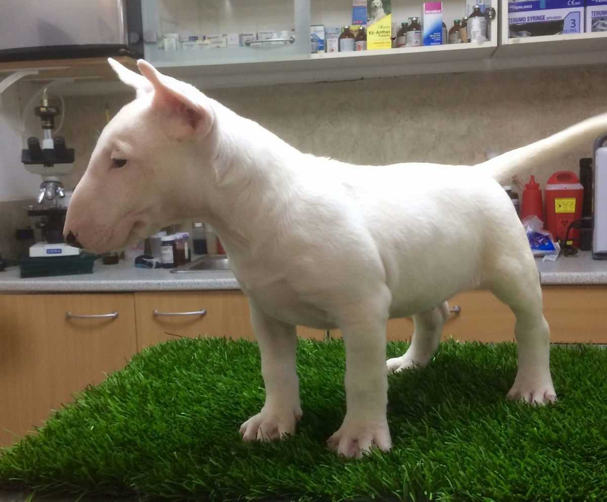 Bull Terrier For Sale In Bangalore