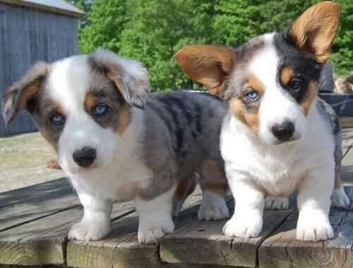Cardigan Welsh Corgi For Sale In Pune