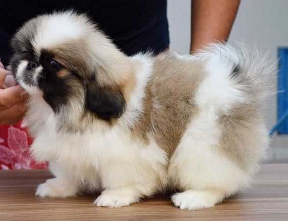Pekingese For Sale In Muzaffarnagar