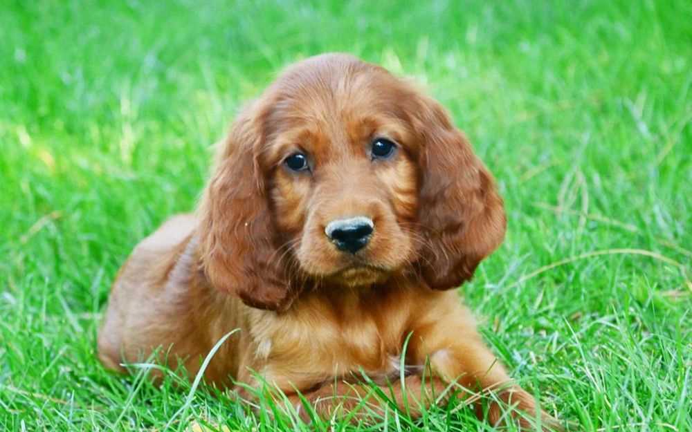 Irish Setter For Sale In Bangalore