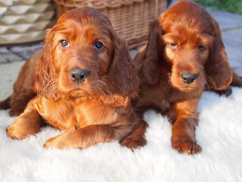 Irish Setter For Sale In Bangalore