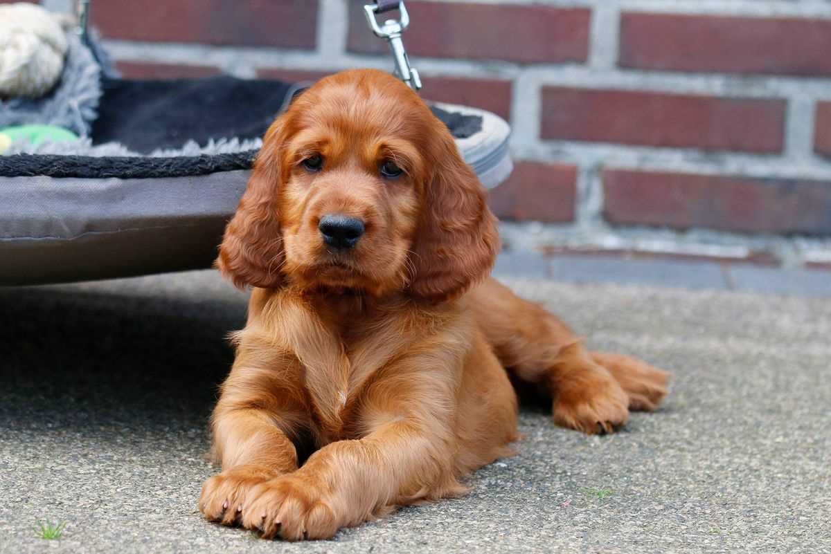 Irish Setter For Sale In Bangalore