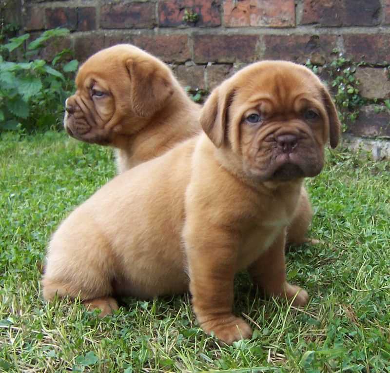 French Mastiff For Sale In Kochi