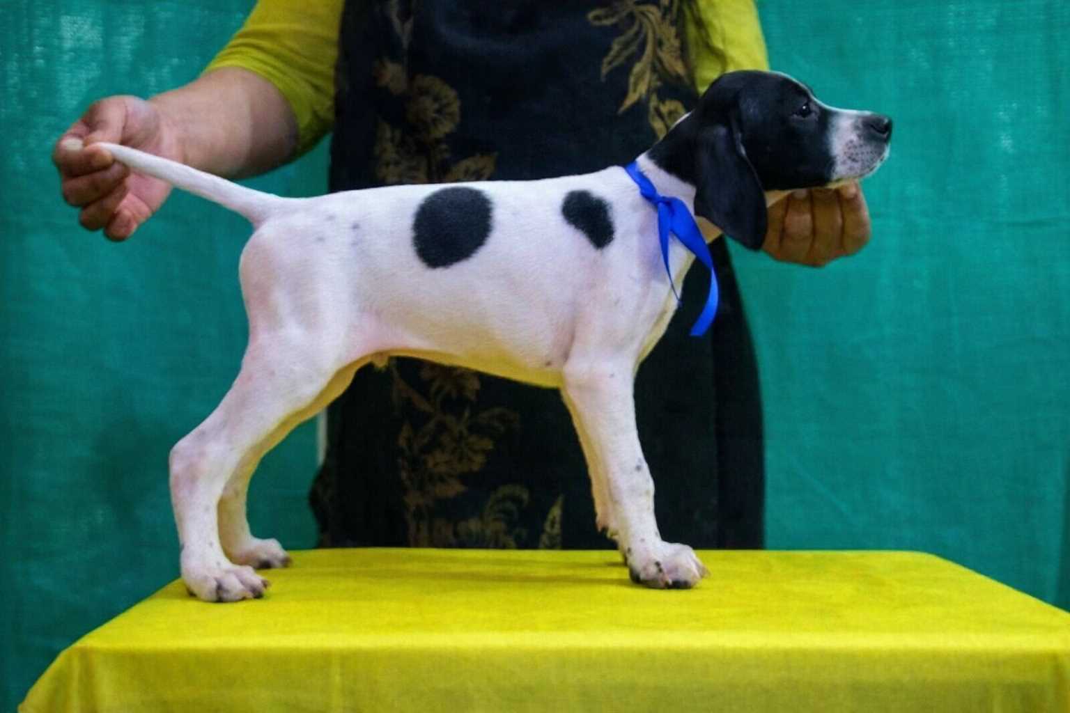 Pointer For Sale In Anand