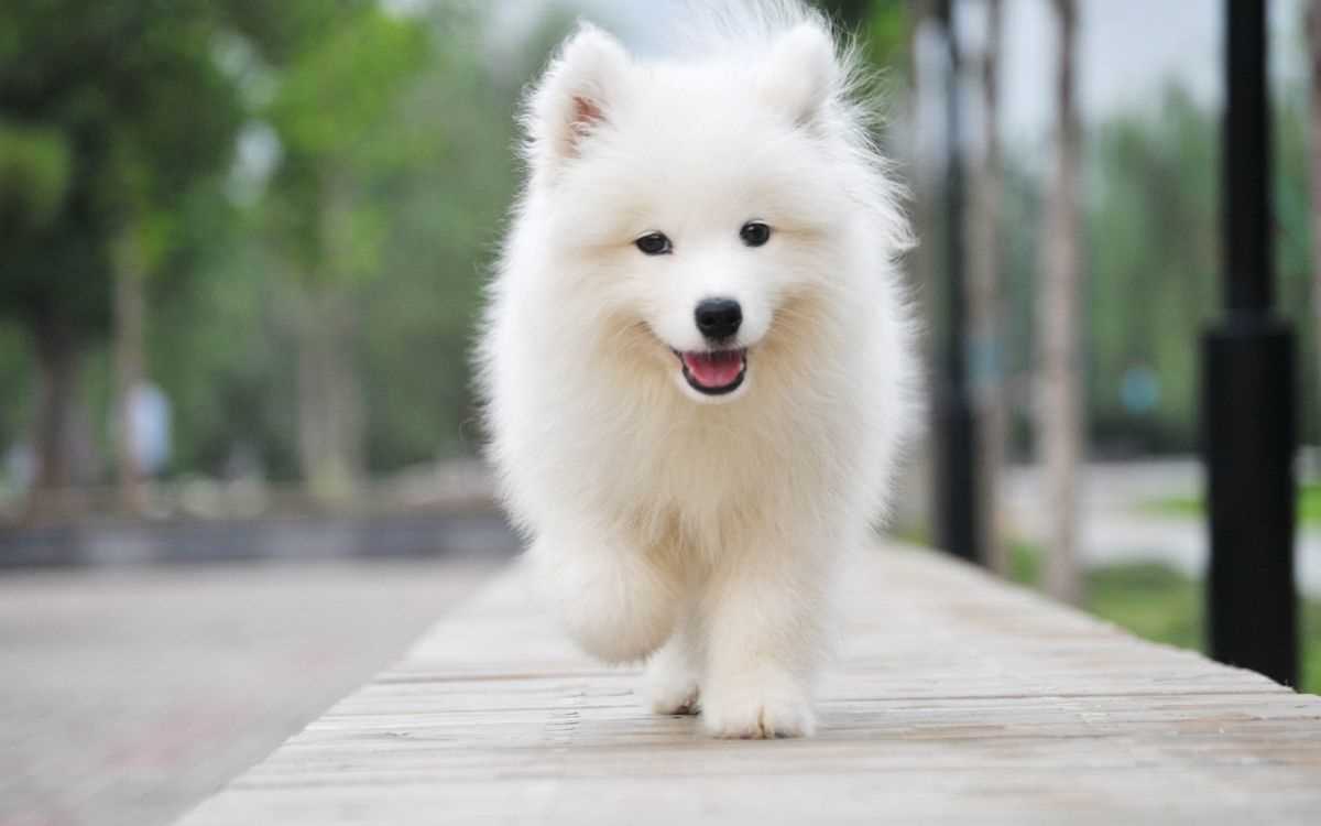 American Eskimo For Sale In Thiruvananthapuram