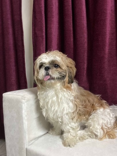 Shih Tzu For Adoption In Sonipat HR