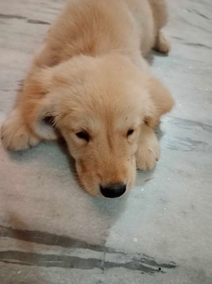Golden Retriever For Sale In Bheemunipatnam