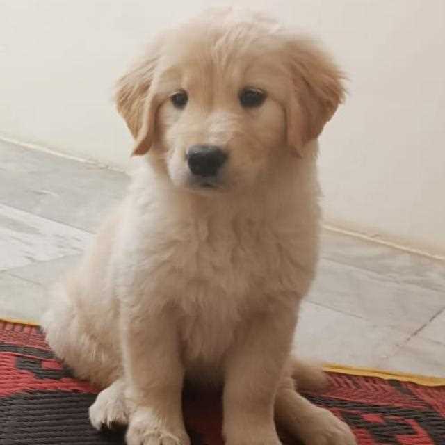 Golden Retriever For Sale In Vadodara