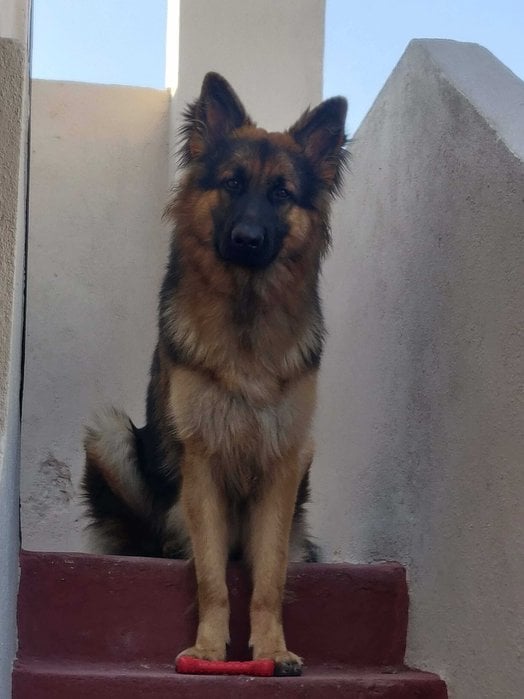 German Shepherd Dogs For Mating In Hyderabad