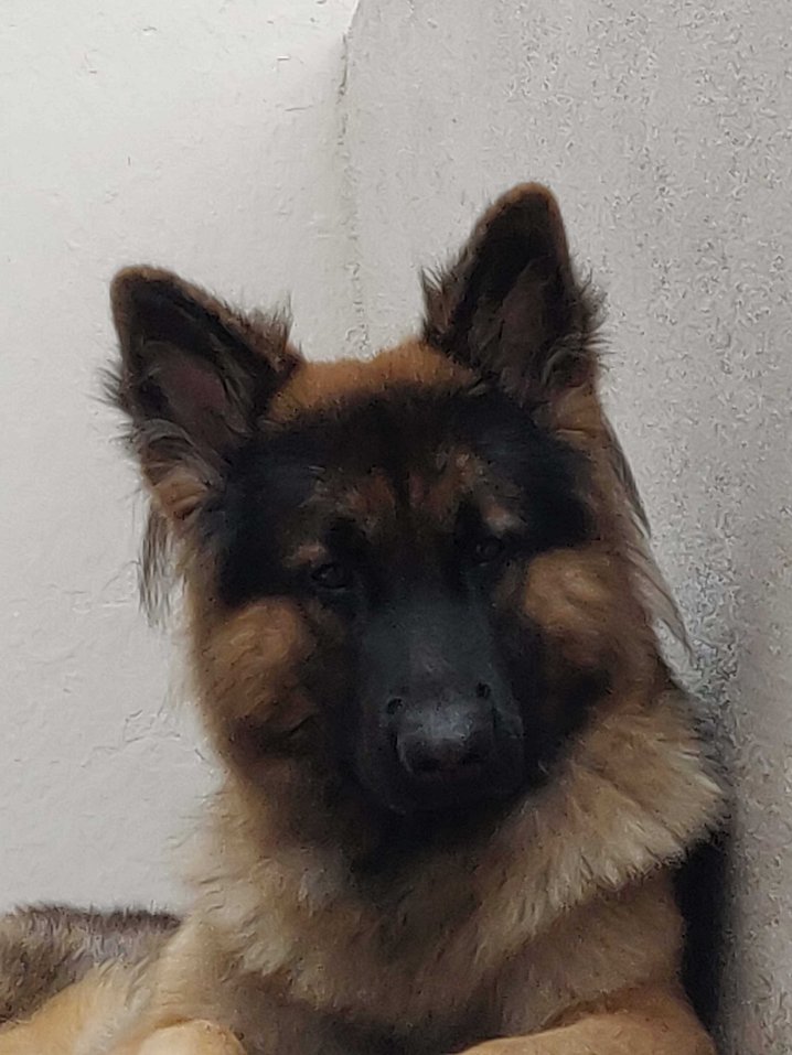 German Shepherd Dogs For Mating In Hyderabad