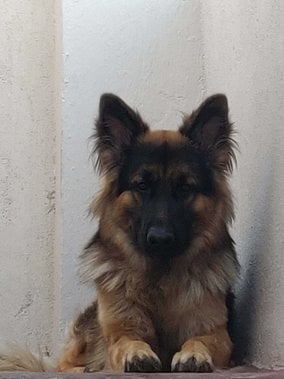 German Shepherd Dogs For Mating In Hyderabad